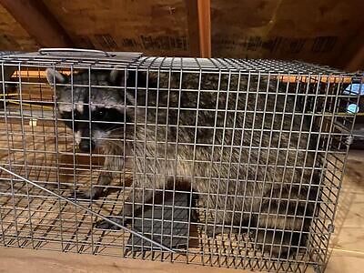 Toledo raccoon trapping